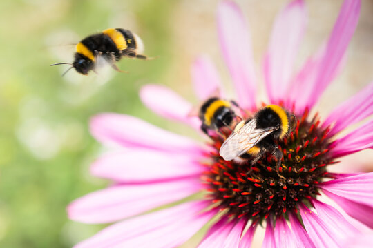 Bumblebees on the cone of a pink echinacea. One is flying and there is some motion blur.  The focus is shallow.