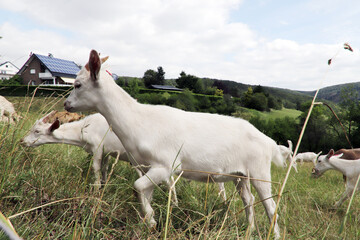 Fototapeta premium Herde von Hausziegen (Capra aegagrus hircus) auf der Weide