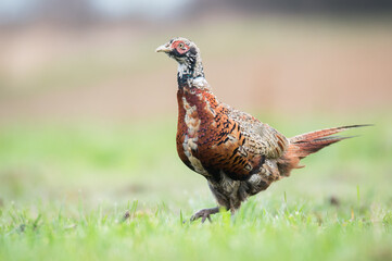 young pheasant in the grass 