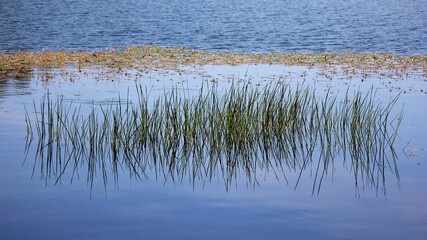 Fototapeta na wymiar Reeds in the water