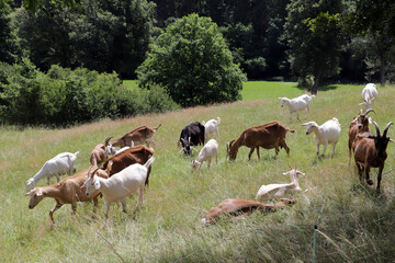 Herde von Hausziegen (Capra aegagrus hircus) auf der Weide