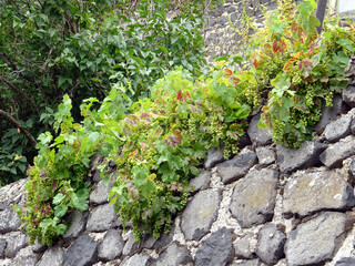 Vignes sur mur