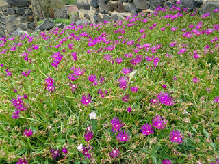 Parterre de fico&iuml;des