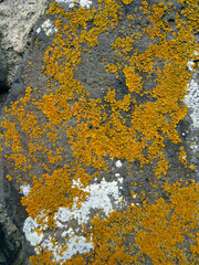 Lichens