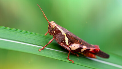 macro photography of a big multicolored motley grasshopper resting on a leaf, strong posterior legs for jump, green jungle background, on the tropical island of Kho Phi Phi, thailand