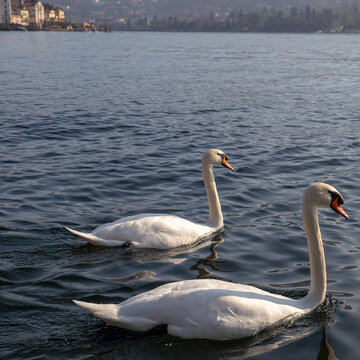 Cigno - due cigni bianchi sull'acqua blu del lago 