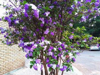 flowers on the street