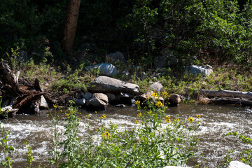 The Cimarron River flows past yellow wildflowers in summer in Cimarron Canyon State Park in New Mexico