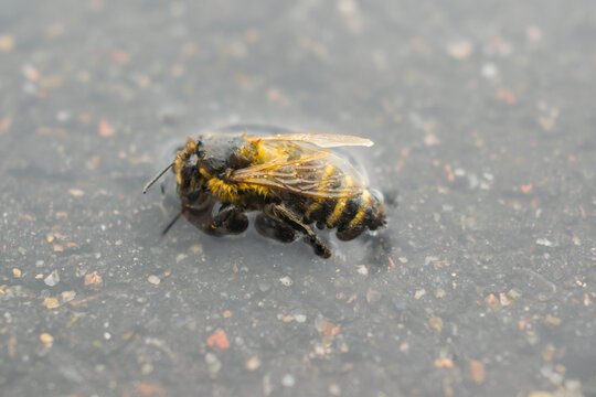 A bee in a puddle after the rain. The insect has wet its wings and cannot fly away. A wet bumblebee in a puddle.