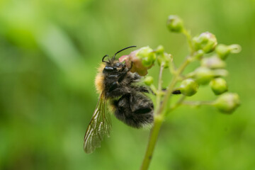 A bee sits on a flower and drinks nectar. Macro photo of insects. Pollination of plants.