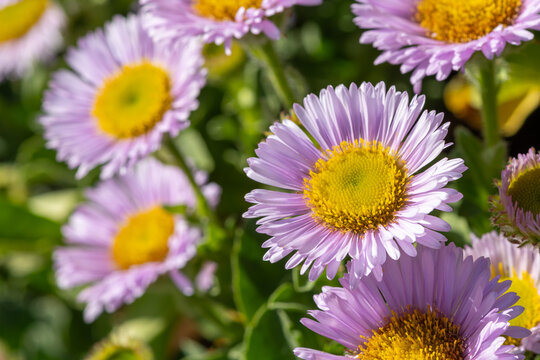 Fleabane Images – Browse 3,560 Stock Photos, Vectors, and Video | Adobe ...