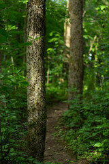 path in the forest