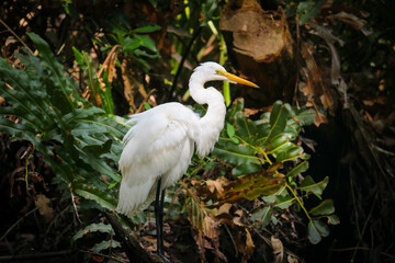 Weißer Reiher am Ufer sitzend