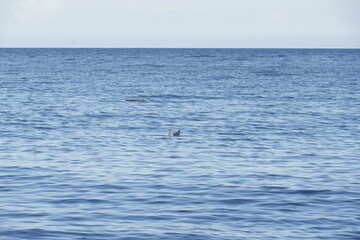 Seagull swims alone over the sea