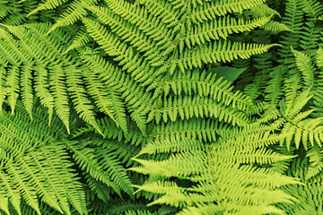 Background from green leaves of fern. Summer time.