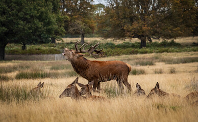 Fototapeta na wymiar Deer in Richmond park