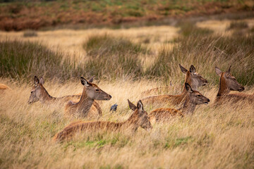 Deer in Richmond park