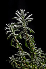 rosemary plant on a black background