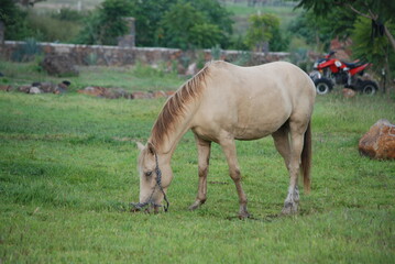 Naklejka na ściany i meble horse in field