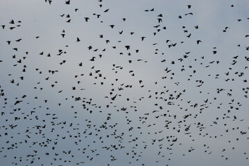 birds