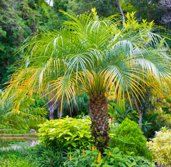 Costa Rica Pygmy date palm