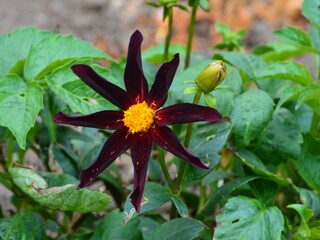 Purple Flower with Leafy Background taken in Portsmouth UK