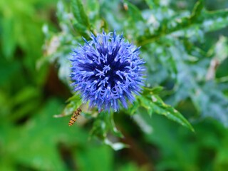 Allium with insects taken in Portsmouth UK