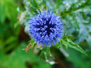 Allium with insects taken in Portsmouth UK