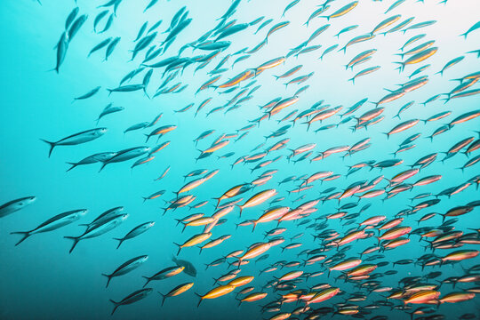 School of fish around an old shipwreck 