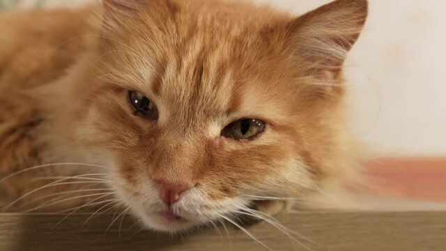 adult fluffy ginger cat lies on a dresser in the room, a cute pet