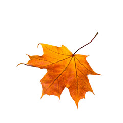 Autumn Maple leaf isolated on white Background