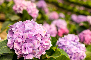 Hydrangeas