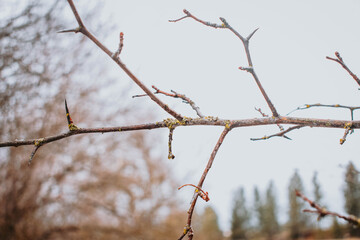 Tree branch
