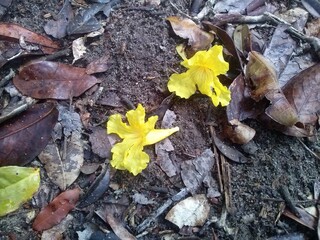 yellow autumn leaves