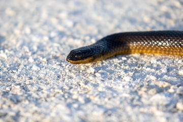 Brown Water Snake