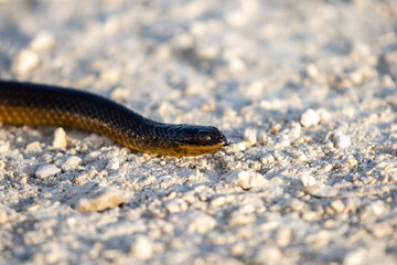 Brown Water Snake