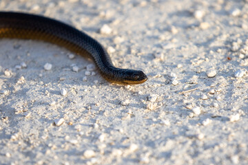 Brown Water Snake
