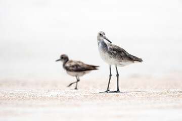 Willet at the Beach