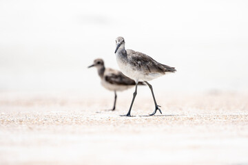Willet at the Beach