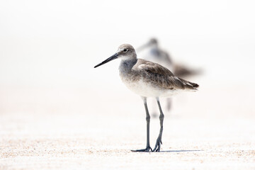 Willet at the Beach
