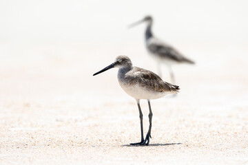 Willet at the Beach