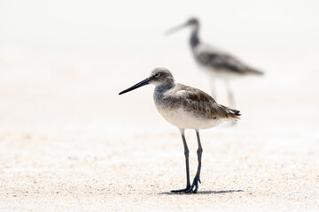 Willet at the Beach