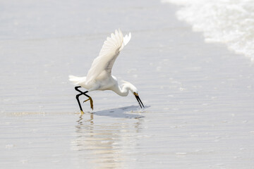 Fototapeta na wymiar Snowy Egret Fishing