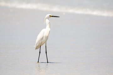 Snowy Egret at the Ocean