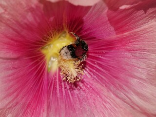 Hummel in Stockrosenblüte