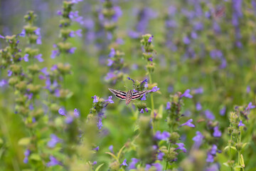White-lined Sphinx (Hyles lineata)