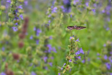 White-lined Sphinx (Hyles lineata)