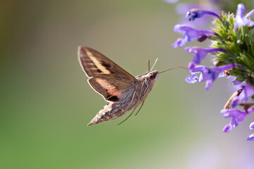 White-lined Sphinx (Hyles lineata)