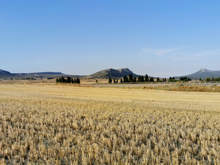 Fototapeta premium Yellow barley field and forest against the blue sky