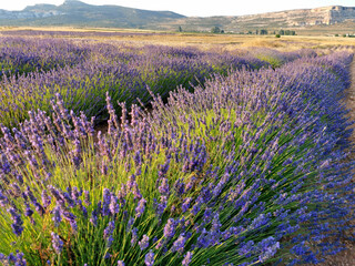 Fototapeta na wymiar lavender fields in the mountains of Spain, a landscape with mountains on the horizon